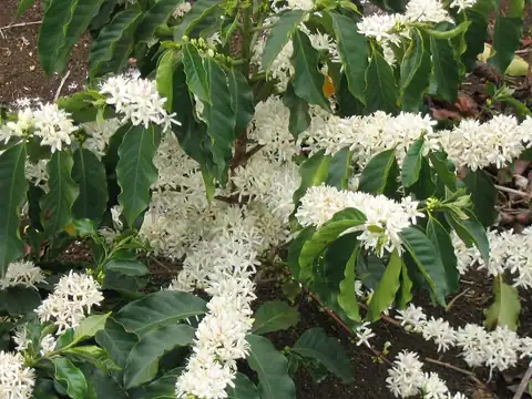 Foto dokumenter Coffea arabica