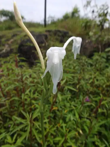 Foto dokumenter Curcuma scaposa