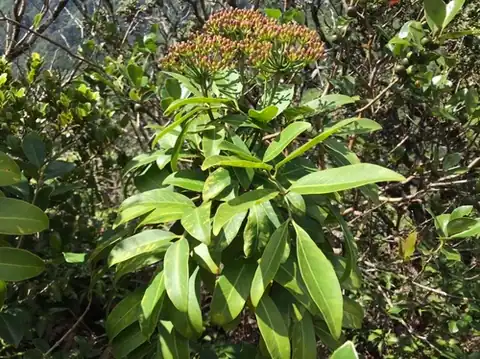 Foto dokumenter Polyscias oahuensis