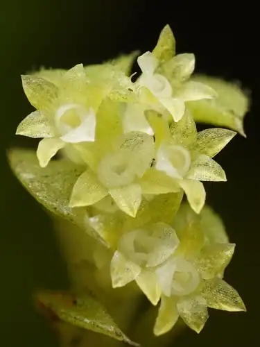 Foto dokumenter Fernandezia hispidula