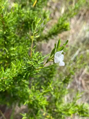 Foto dokumenter Conradina glabra