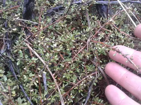 Foto dokumenter Coprosma depressa