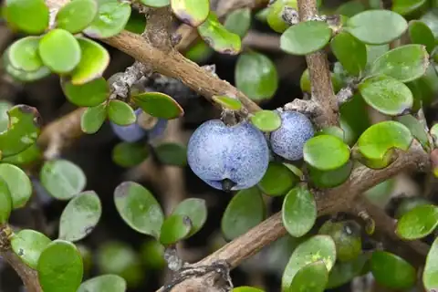 Foto dokumenter Coprosma propinqua