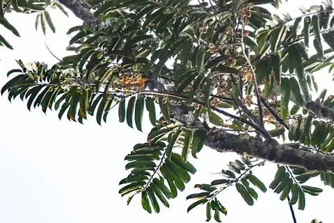 Foto dokumenter Casearia bicolor