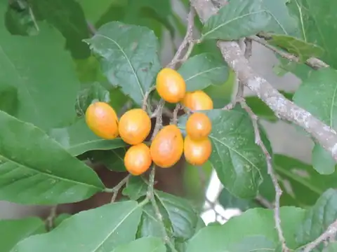 Foto dokumenter Casearia corymbosa