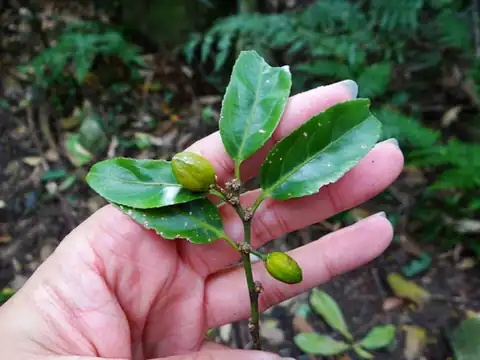 Foto dokumenter Casearia glomerata