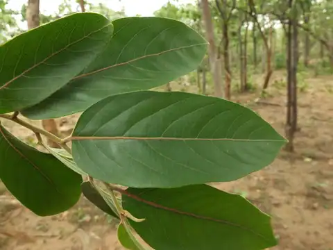 Foto dokumenter Casearia tomentosa