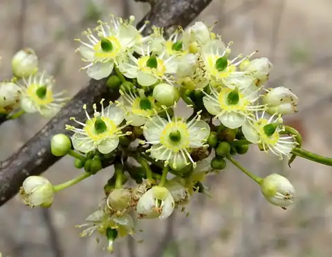 Foto dokumenter Casearia tremula