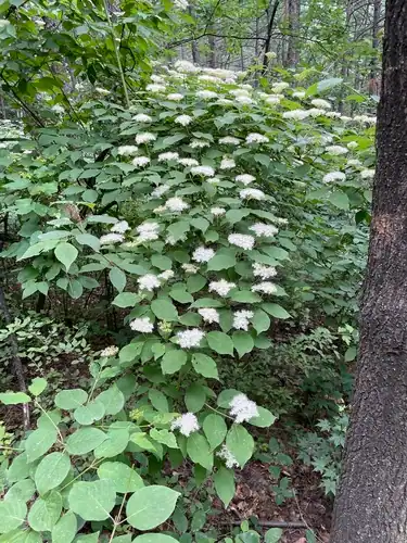 Foto dokumenter Cornus bretschneideri