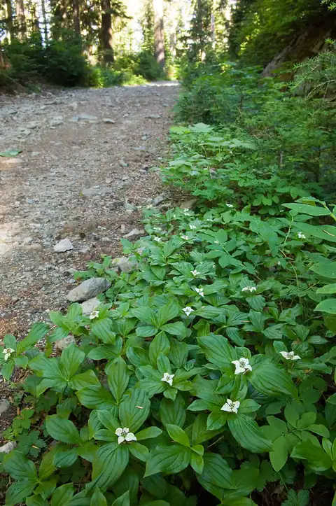 Foto dokumenter Cornus canadensis