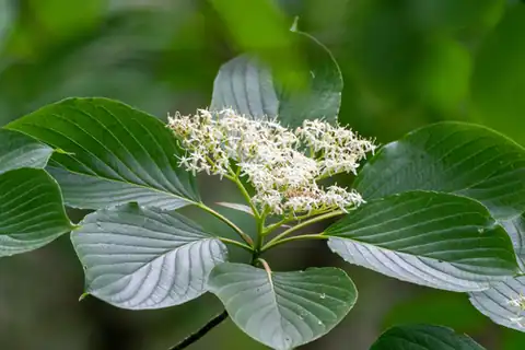 Foto dokumenter Cornus controversa
