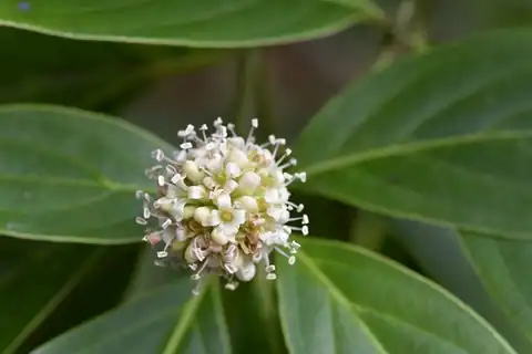 Foto dokumenter Cornus disciflora