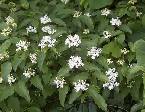 Foto dokumenter Cornus drummondii