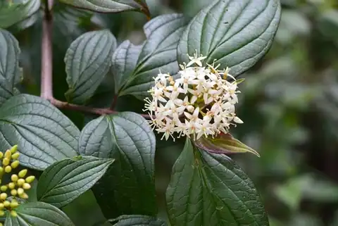 Foto dokumenter Cornus excelsa