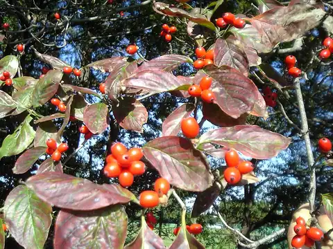 Foto dokumenter Cornus florida
