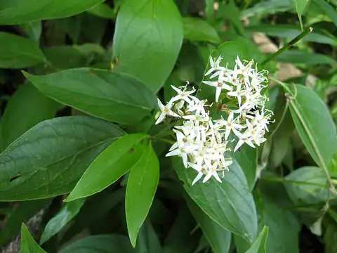 Foto dokumenter Cornus foemina