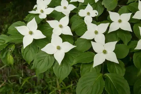 Foto dokumenter Cornus kousa