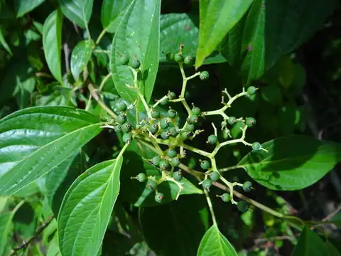 Foto dokumenter Cornus macrophylla