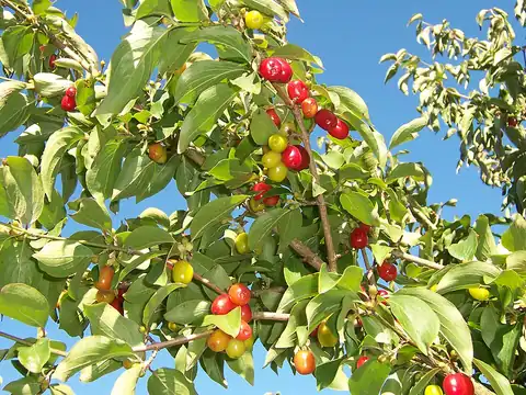Foto dokumenter Cornus mas