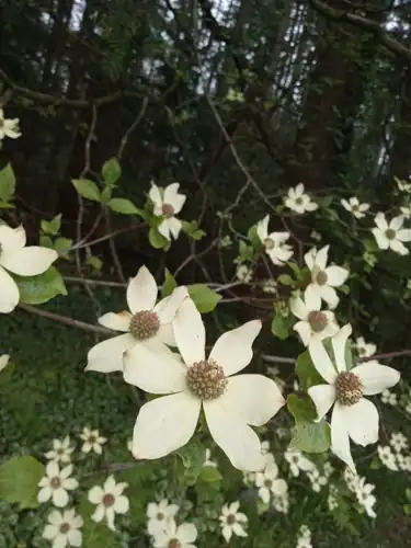 Foto dokumenter Cornus nuttallii