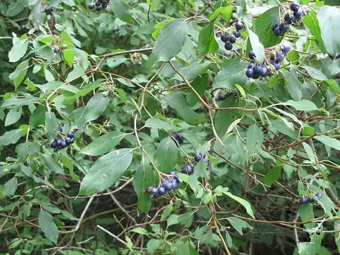 Foto dokumenter Cornus obliqua