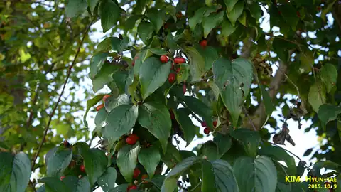 Foto dokumenter Cornus officinalis