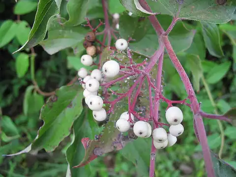 Foto dokumenter Cornus racemosa