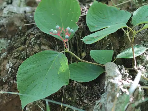 Foto dokumenter Cornus rugosa