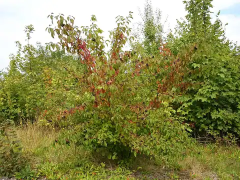 Foto dokumenter Cornus sanguinea