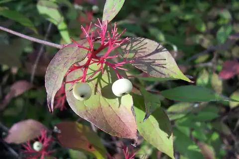 Foto dokumenter Cornus sericea