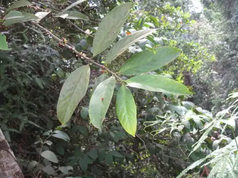 Foto dokumenter Flacourtia inermis
