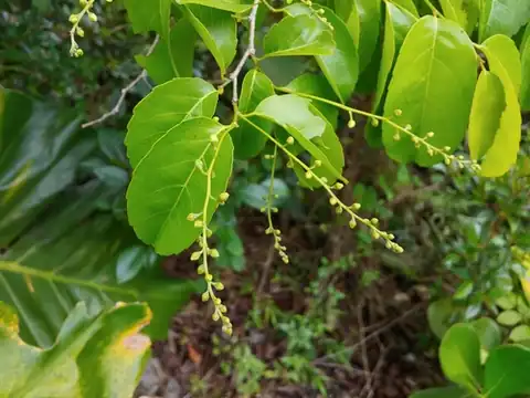 Foto dokumenter Homalium racemosum
