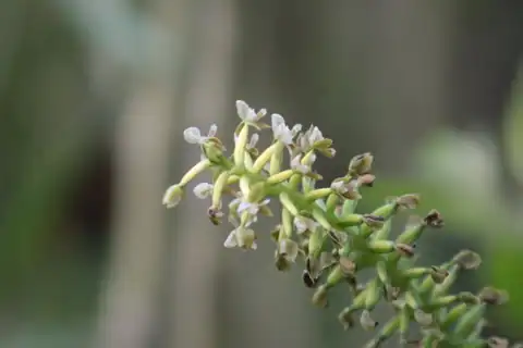 Foto dokumenter Cranichis ciliata