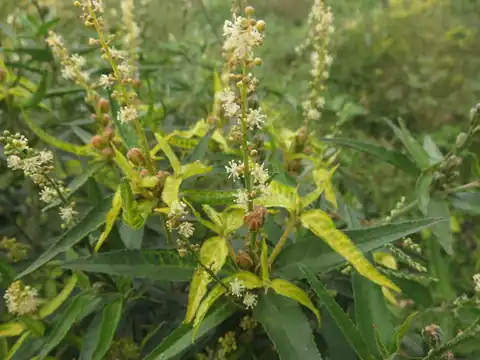 Foto dokumenter Croton bonplandianus