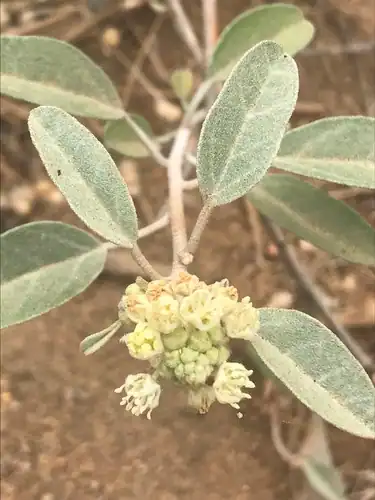 Foto dokumenter Croton californicus