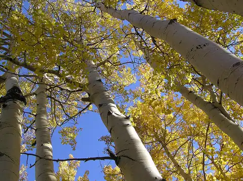 Foto dokumenter Populus tremuloides