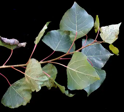 Foto dokumenter Populus nigra