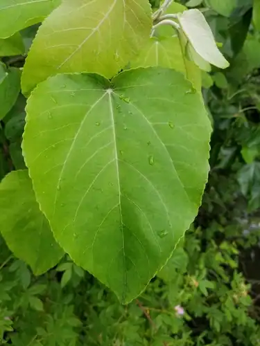 Foto dokumenter Populus heterophylla