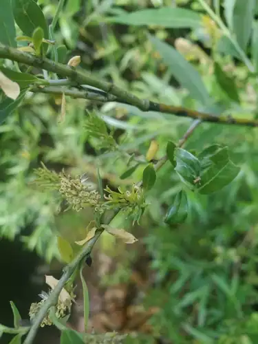 Foto dokumenter Salix geyeriana