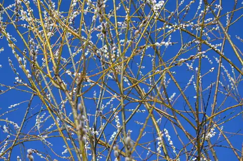 Foto dokumenter Salix daphnoides