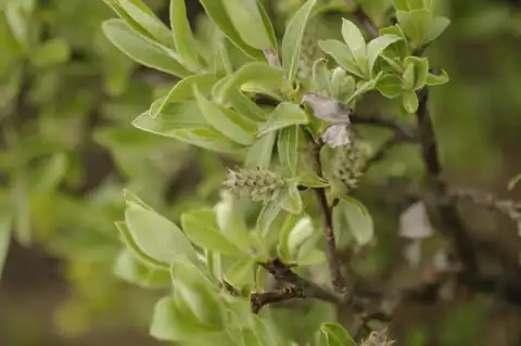 Foto dokumenter Salix brachycarpa