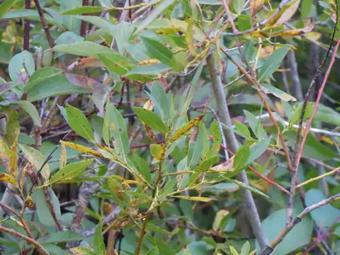 Foto dokumenter Salix boothii