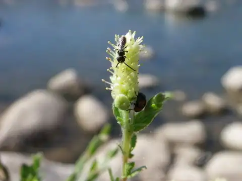 Foto dokumenter Salix taxifolia