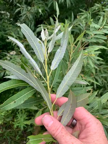 Foto dokumenter Salix sericea