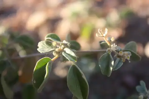 Foto dokumenter Croton lindheimerianus