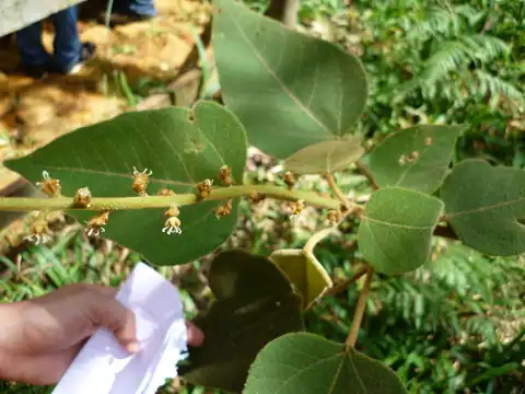 Foto dokumenter Croton smithianus