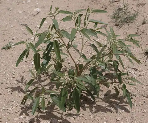 Foto dokumenter Croton texensis