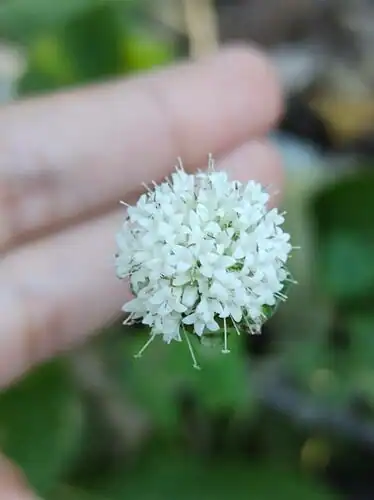 Foto dokumenter Crusea parviflora