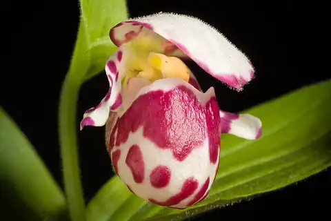 Foto dokumenter Cypripedium guttatum