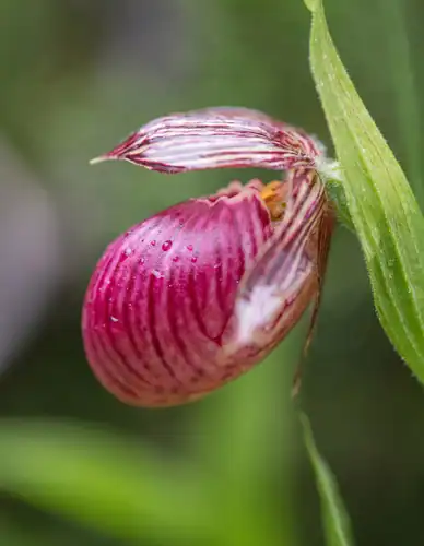 Foto dokumenter Cypripedium himalaicum